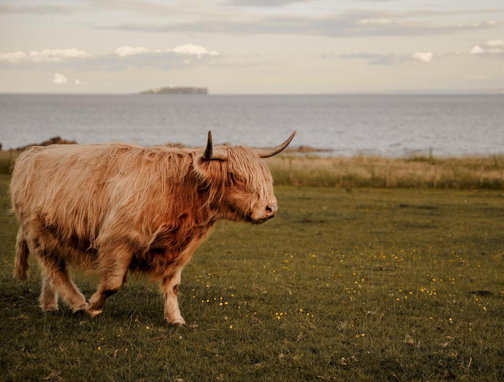 Clover Cottage Countryside Retreat With Sea Views Crail Exteriér fotografie
